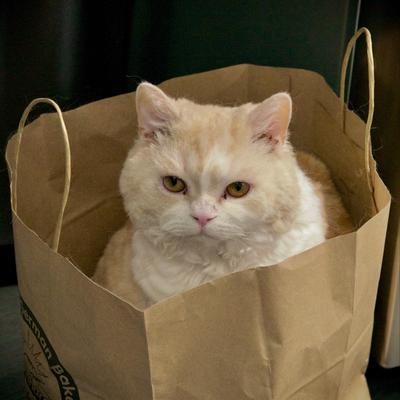 shnooflebear@curly.cat